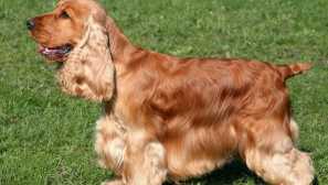 Как да се грижим за кокер спаниел и как се държат кучетата от тази порода